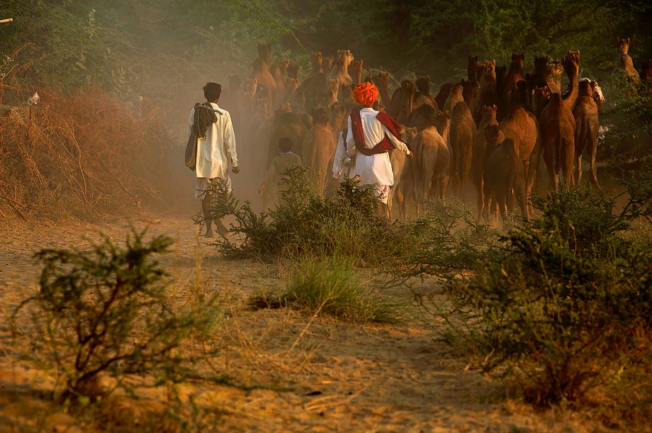 Powrót do wsi (Pushkar Camel Fair)